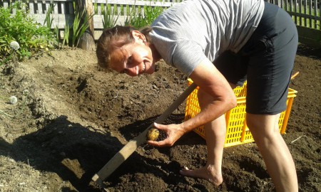 Erdapfel (Kartoffel) ernte 