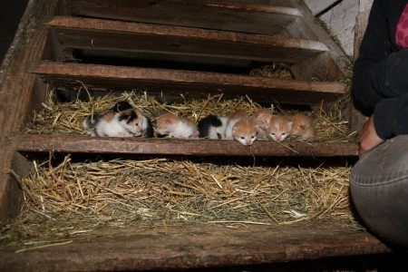 Katzenbabys