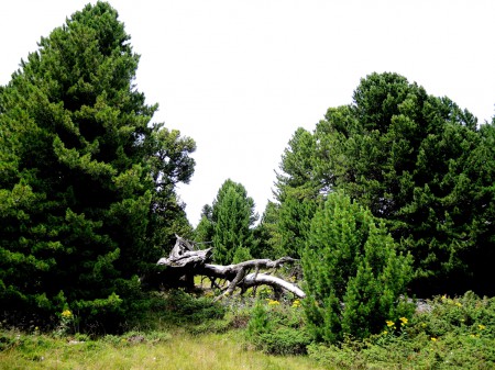 Die Königin "Zirbe"