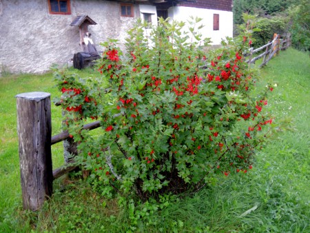 Die Ribisel (Johanisbeeren) sind reif